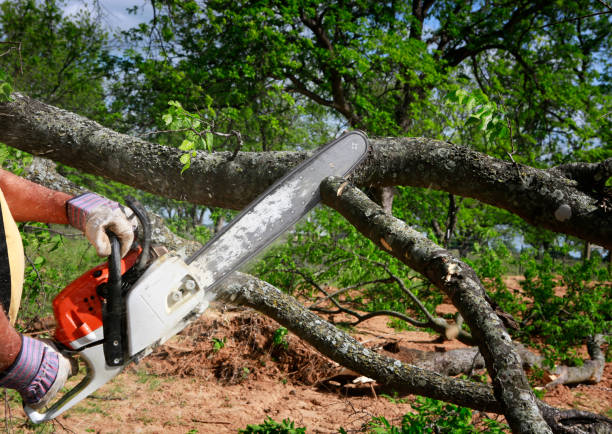 The Steps Involved in Our Tree Care Process in Daleville, VA